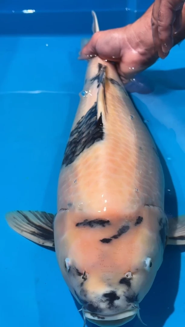 锦鲤佛山金隆锦鲤直播专用闪购链接，不支持7天无理由退货退款