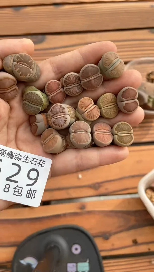 629特价一手菊有瑕疵