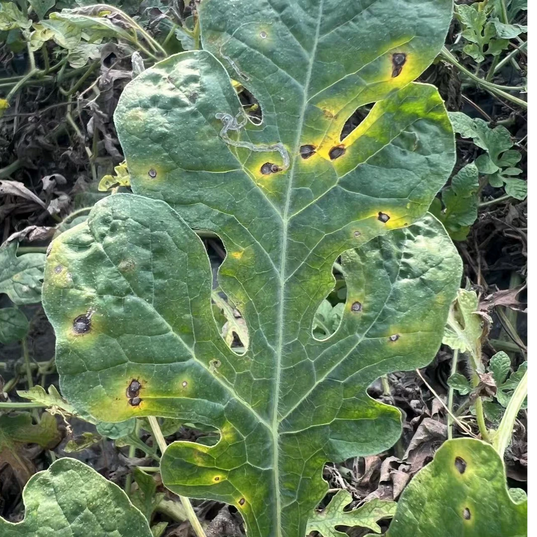 西瓜炭疽病叶斑病套餐