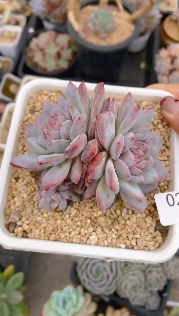 025玉芙蓉