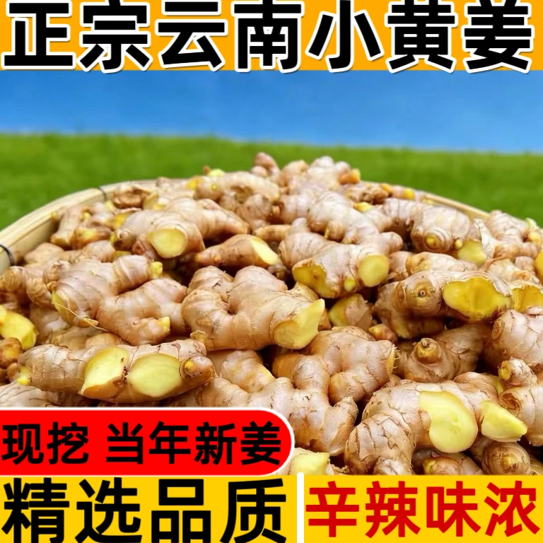 【25年现挖】正宗云南小黄姜高山老姜辛辣月子姜嫩姜整块生姜