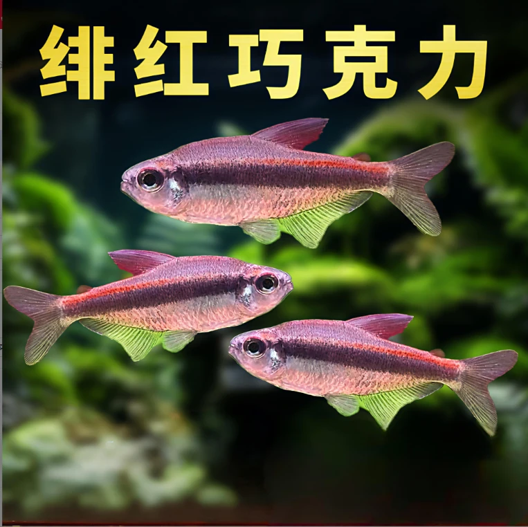 小型热带观赏鱼 灯科鱼 绯红巧克力 好养易活