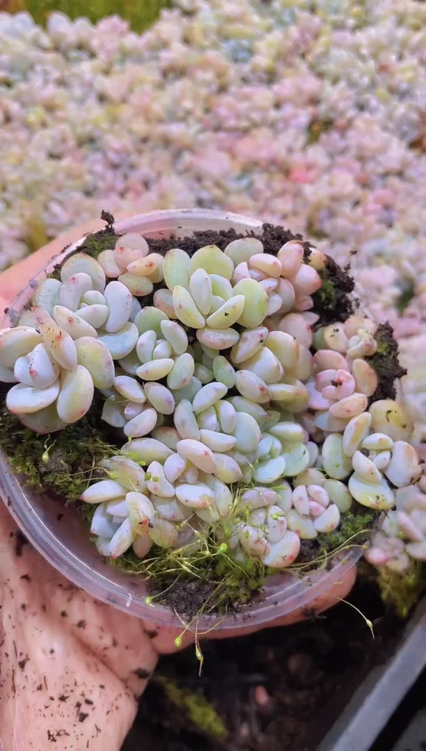 【闪购商品】119桃茶量拍1盒