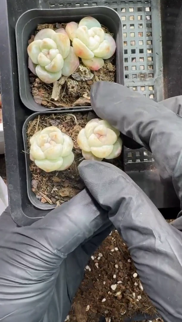 【闪购商品】61号到手一框-江北一物一拍