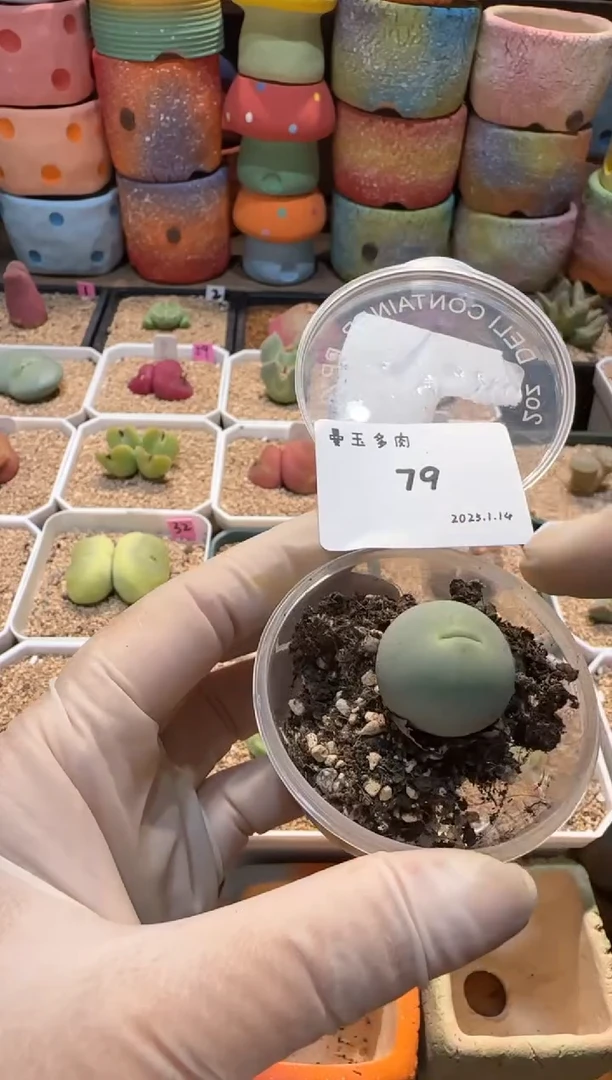 【闪购商品】25.1.14-79开心