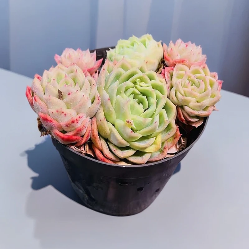 四月天 多肉 杂交 时宜花卉 带盆带土 新手好养 新品