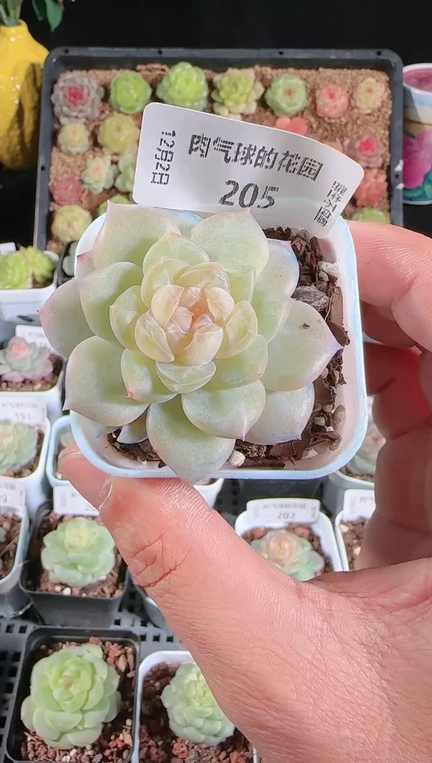 1202-205玉瑶多肉群生不包整