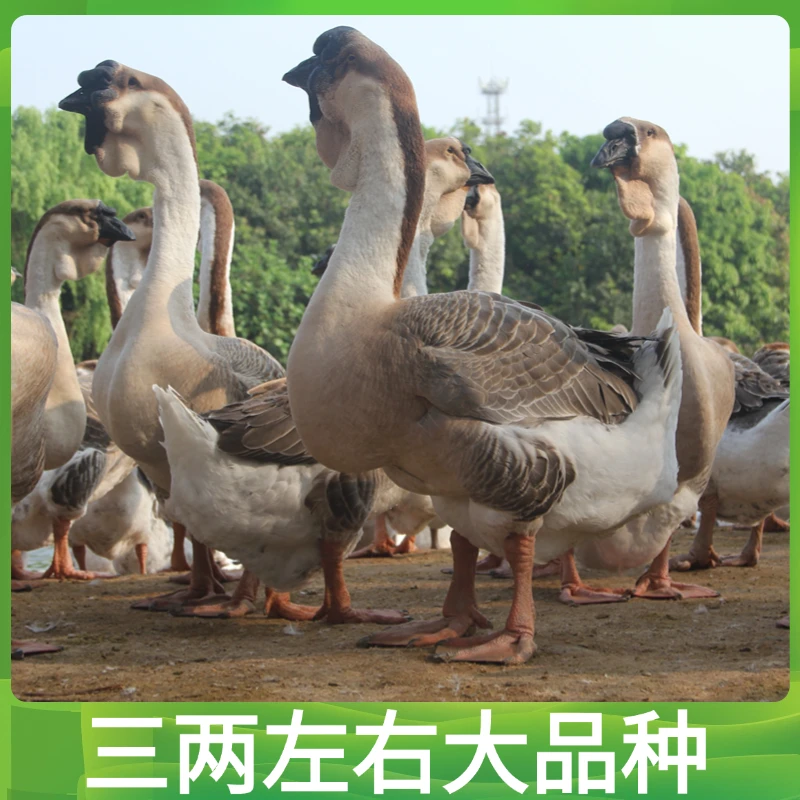 宠物狮头 三两左右发货