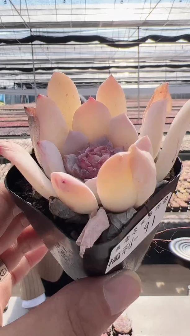 【闪购商品】福利款多肉-91