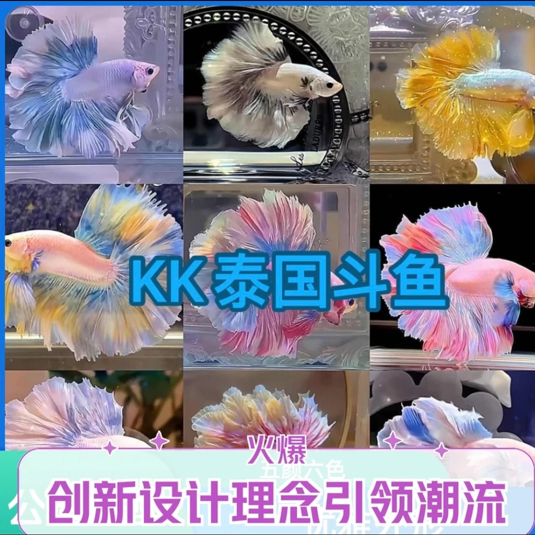 151-210泰国精选斗鱼鱼缸婚纱鱼公鱼sss级别