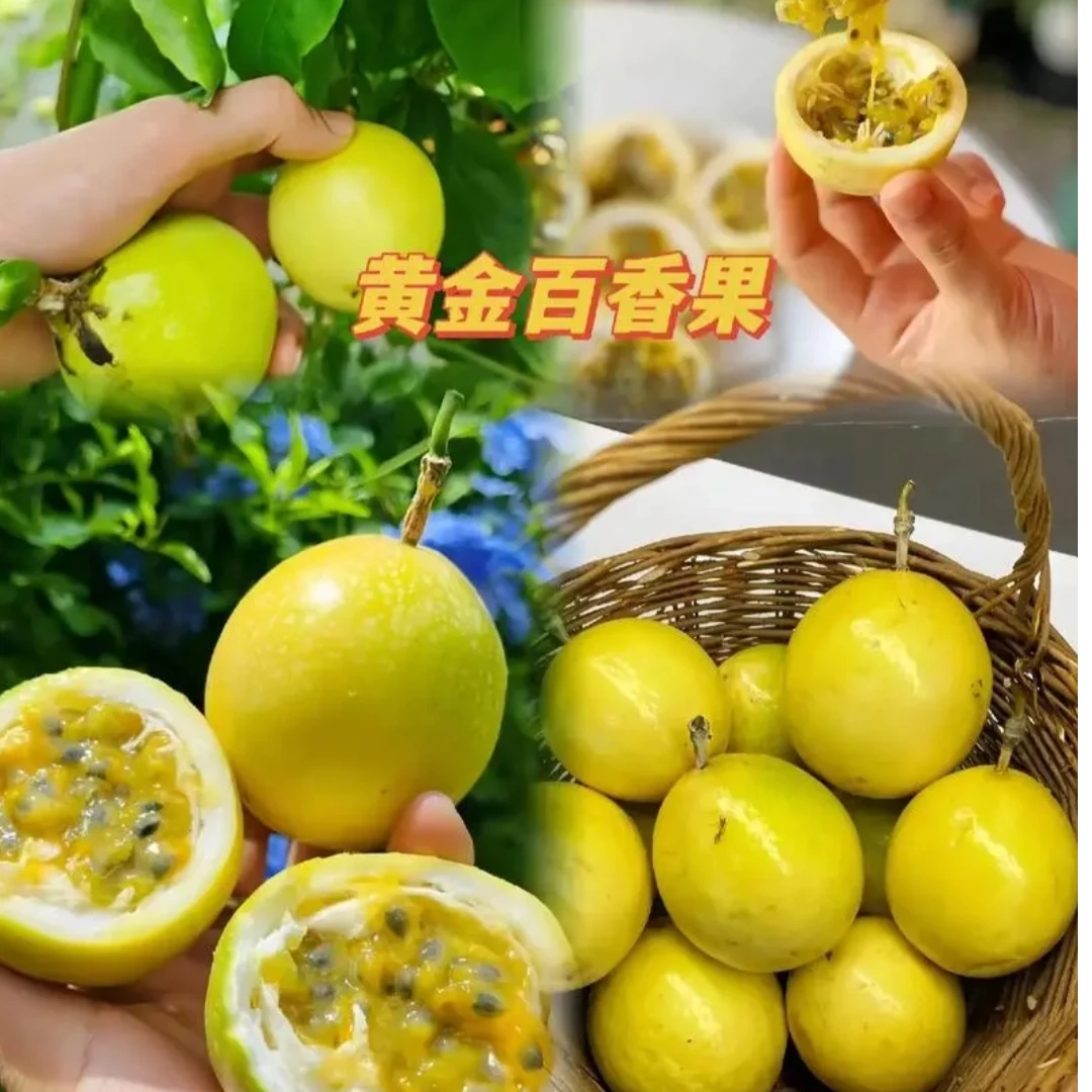 《钦蜜九号商超品质》黄金百香果云南新鲜水果当季现摘现发包邮