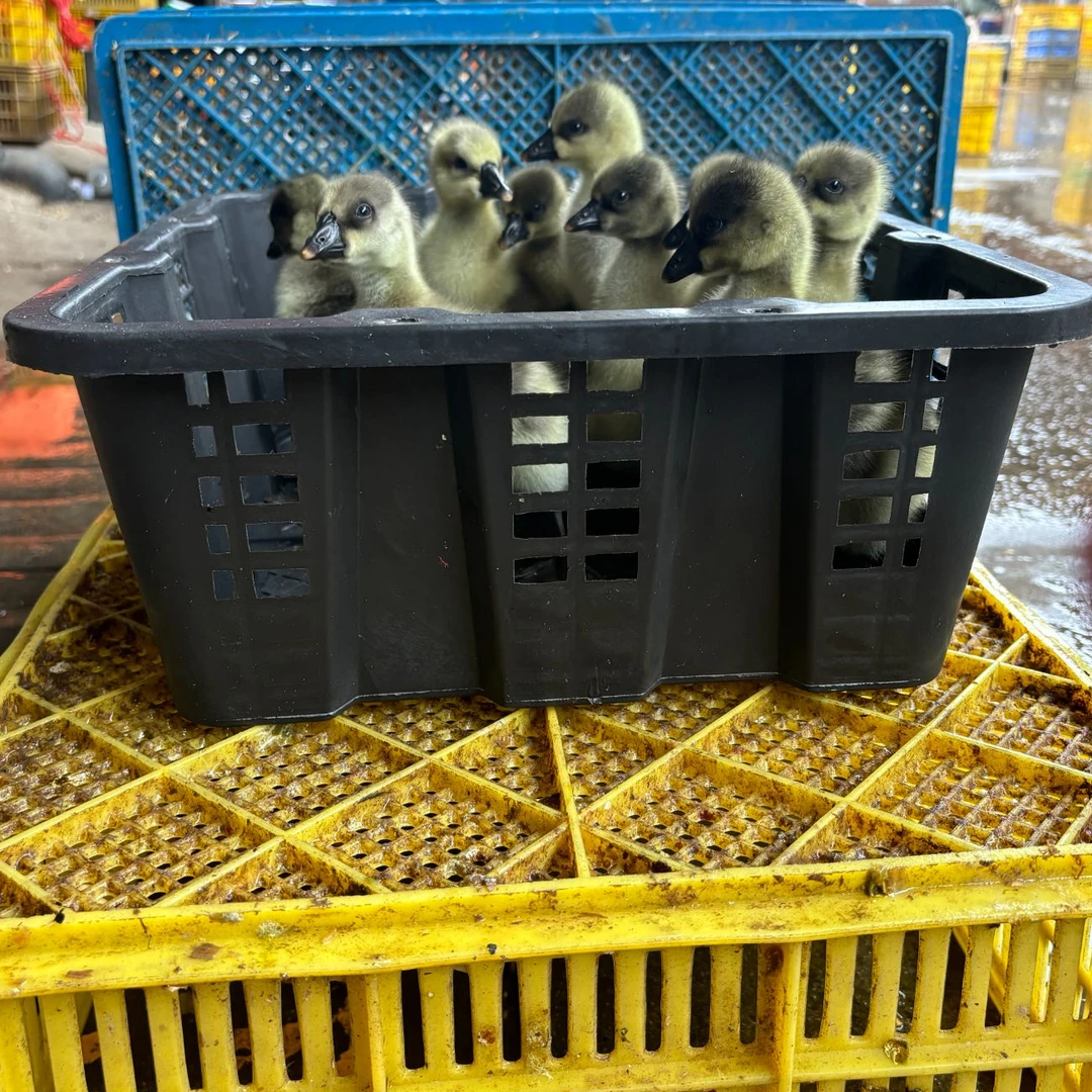 （马岗鹅）胶框十只装小号透气塑料运输周转筐适用于宠物活禽及水果