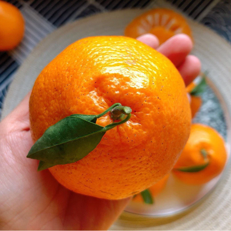 正宗四川春见耙耙柑普通纸箱装