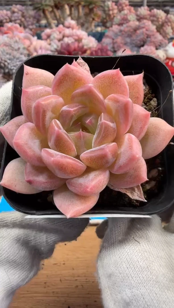 东云多肉园三号店-163