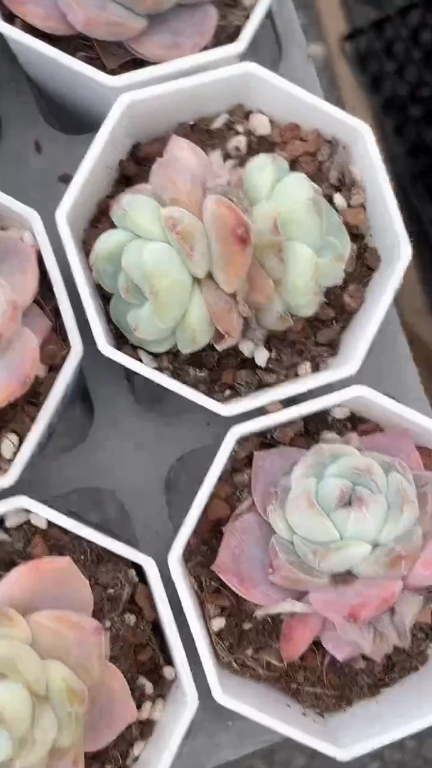 【闪购商品】652一盘