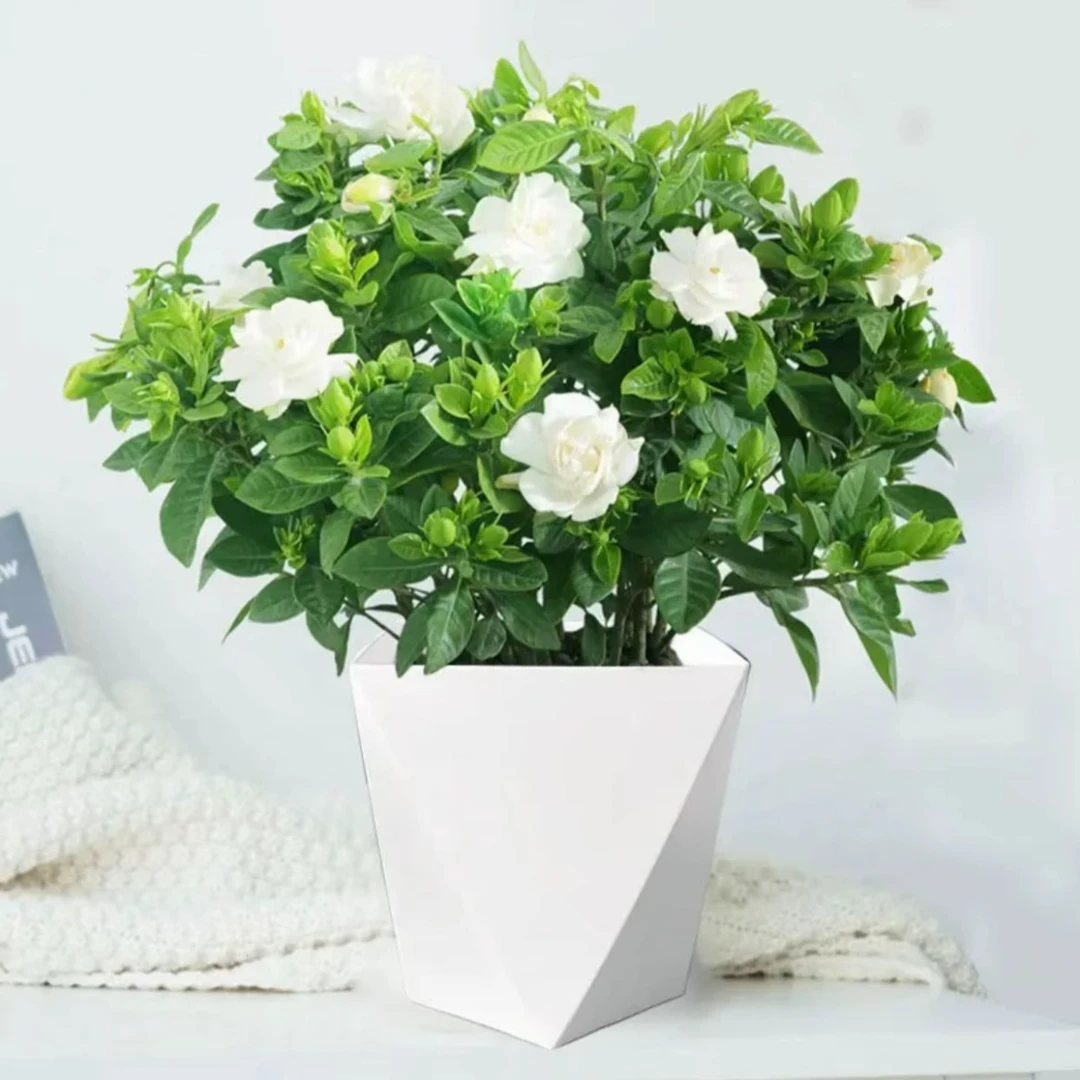 栀子花盆栽室内植物带花苞四季好养花卉
