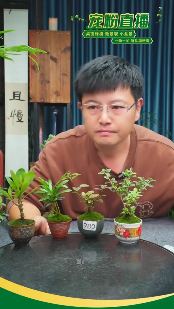 无花朵山**边苔藓微景观980号