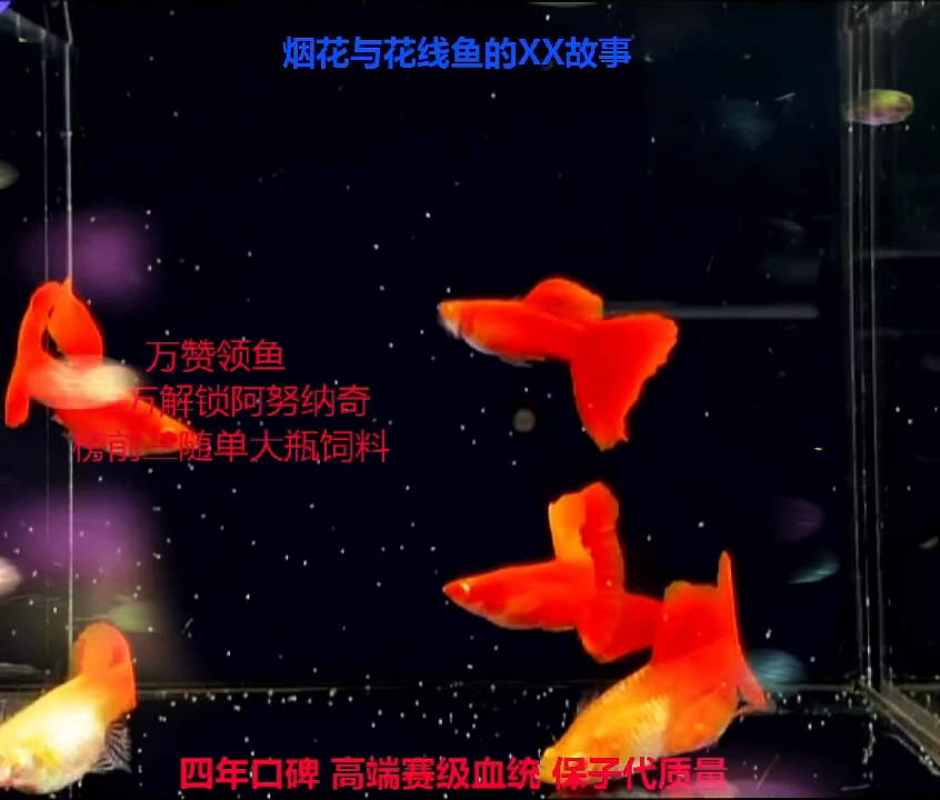 孔雀鱼超红压成精品2对加备损