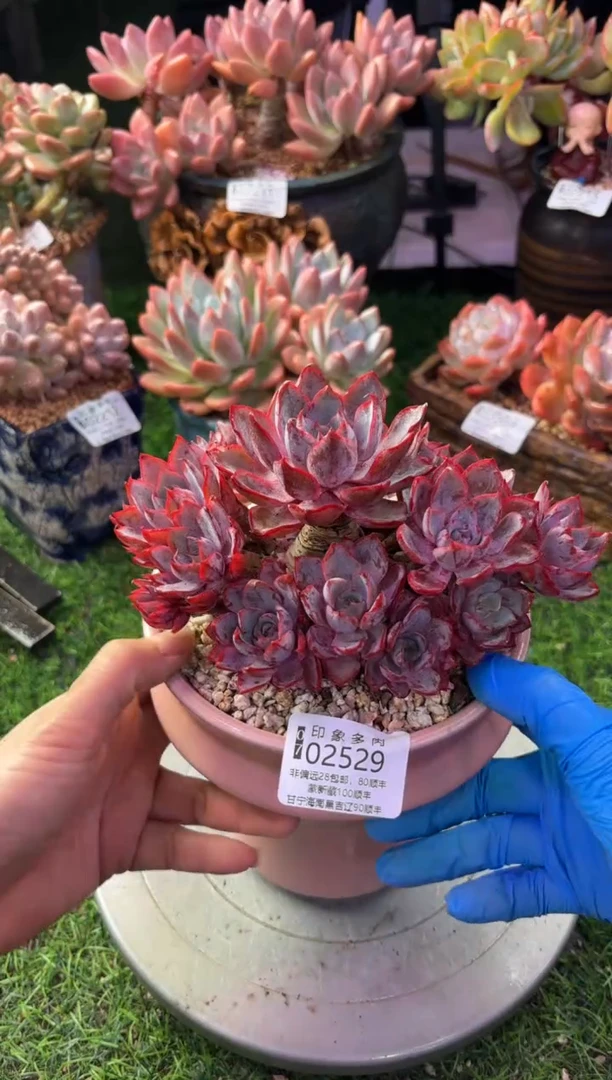 昆明印象多肉02529