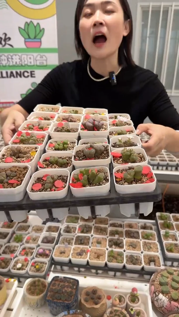 228多肉植物肉锥一颗