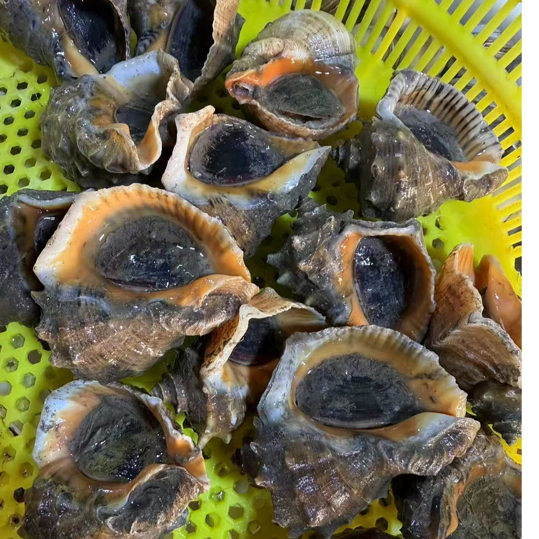 保鲜保活 小船海螺（13-15个一斤）