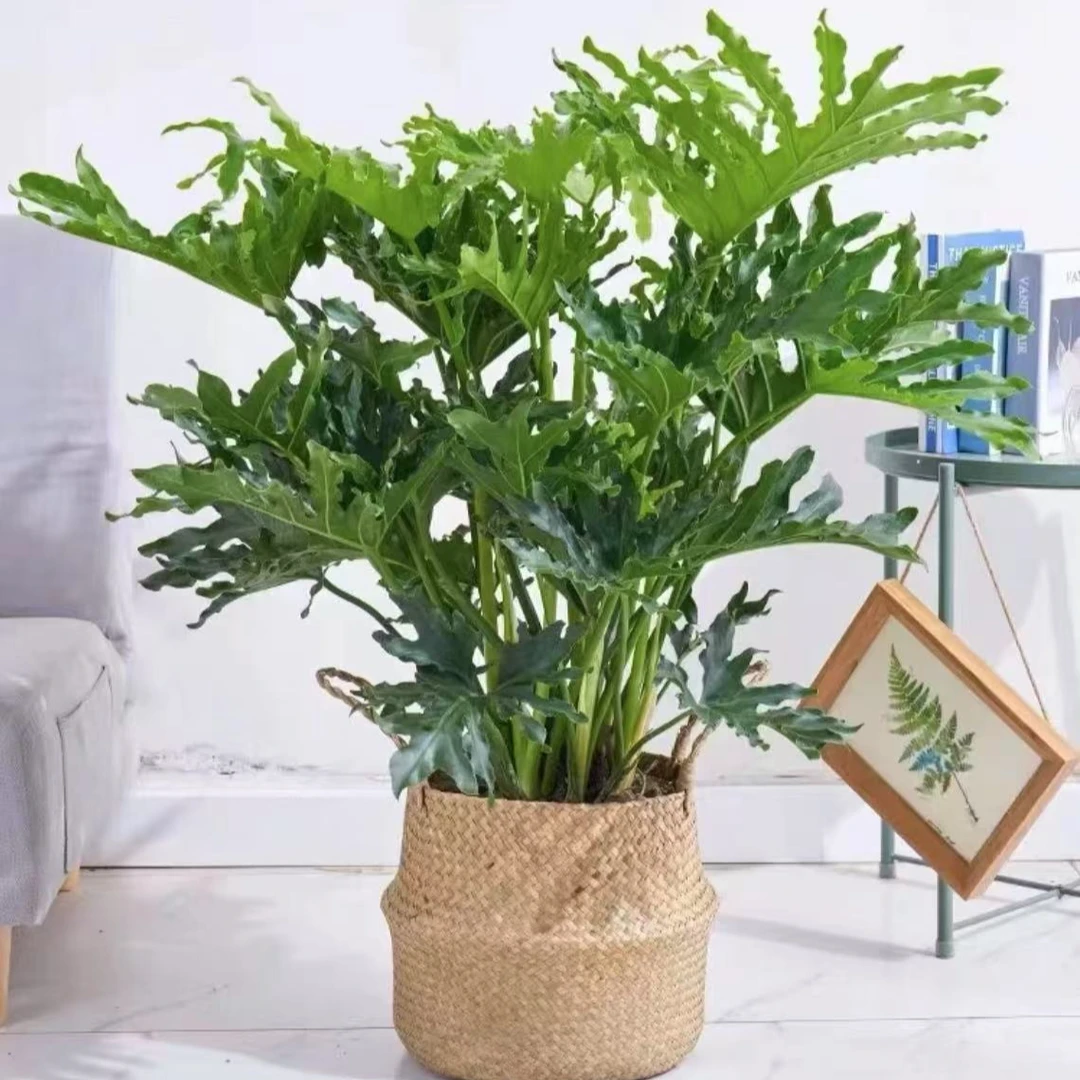 春羽蔓绿绒植物盆栽春雨绿植室内客厅办公室 耐阴好养净化空气