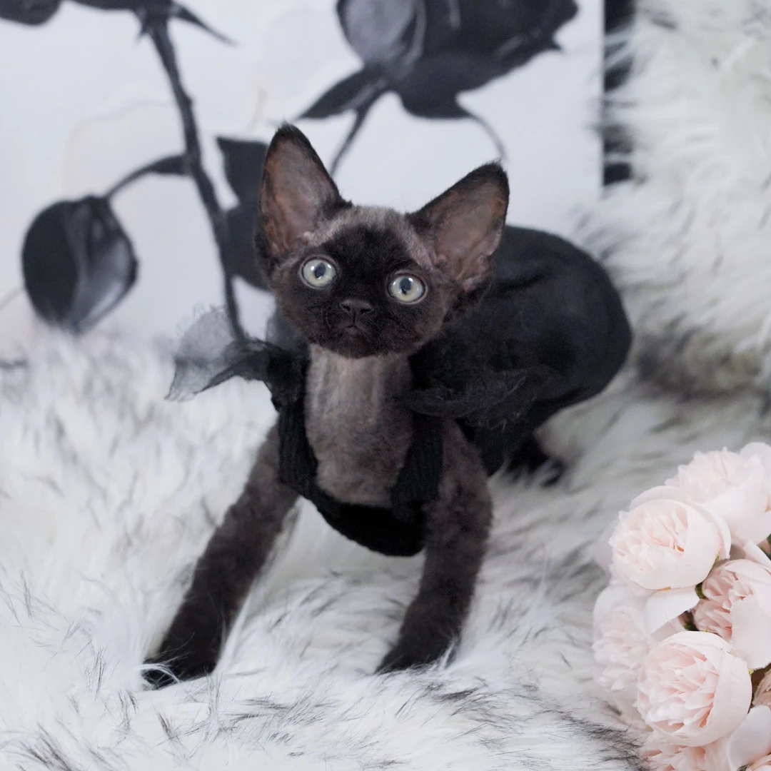 嘟嘟妹妹 德文卷毛猫