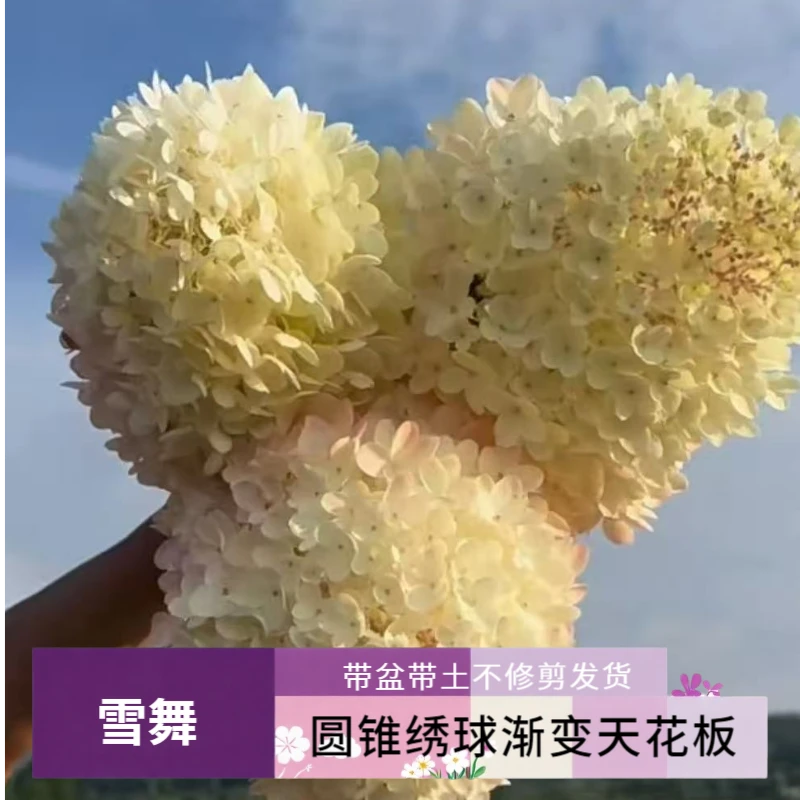 【雪舞】-欧洲木绣球-绣球花-室内室外庭院地栽盆栽