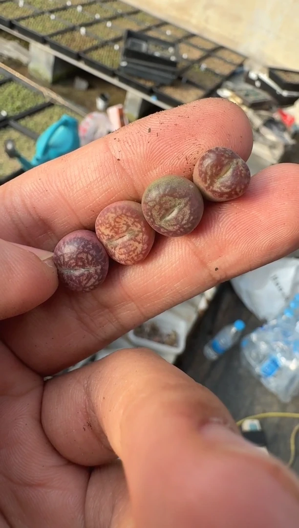 【天津专属】105多肉植物肉锥韵染送奶杂交一颗