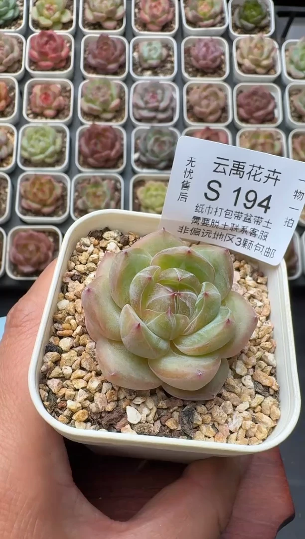 194S带盆土发 当场拍3颗以上包柚 多肉植物 一物一拍