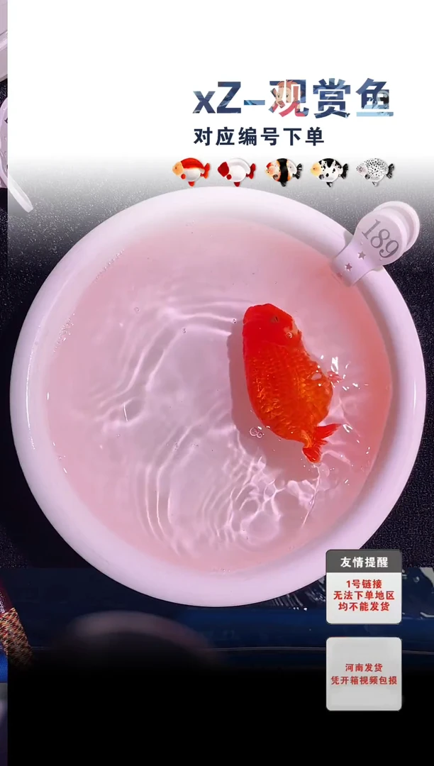 金鱼包装必拍未拍顺到付189号