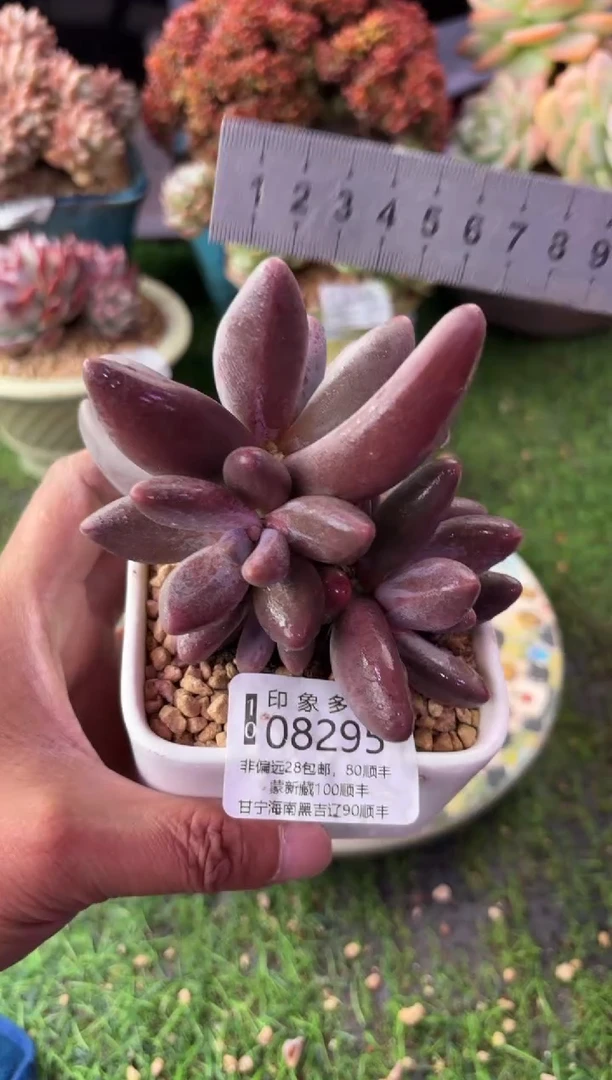昆明印象多肉08295