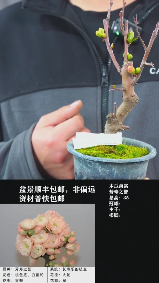 【闪购商品】-芳寿之誉-Y31