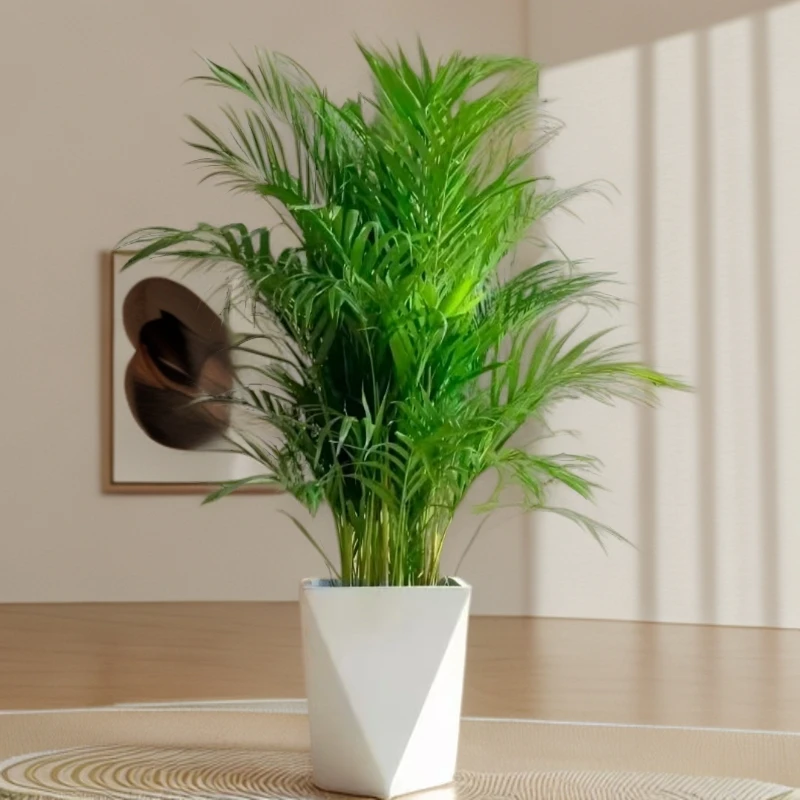 【1.2-1.4米】富贵椰子室内绿植盆栽招财办公室客厅落地吸甲醛绿植