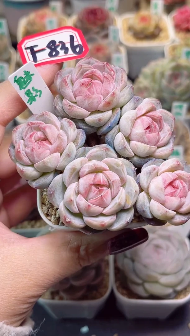 【闪购商品】f836魅影群一物一拍