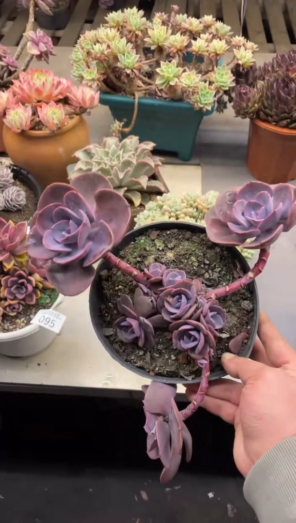 【闪购商品】95尘埃玫瑰