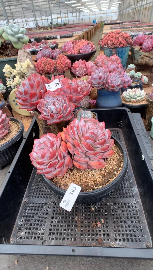 543蒙克一物一拍