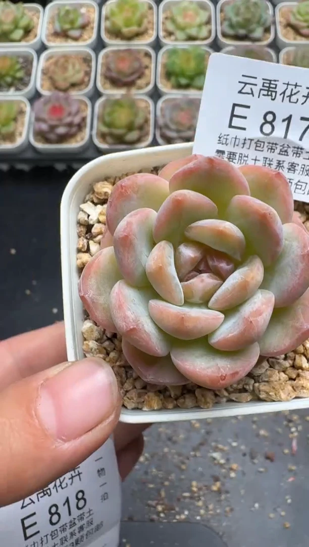 817E云禹多肉植物 带盆土纸巾打包 3颗包邮