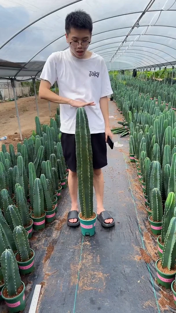 【带根】100cm+量天尺 不指定带花苞