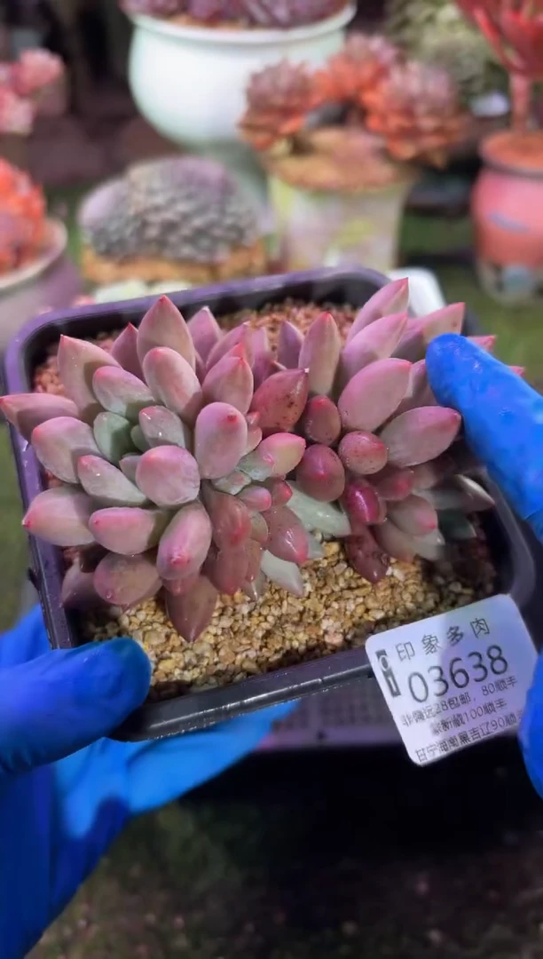 【闪购商品】03638