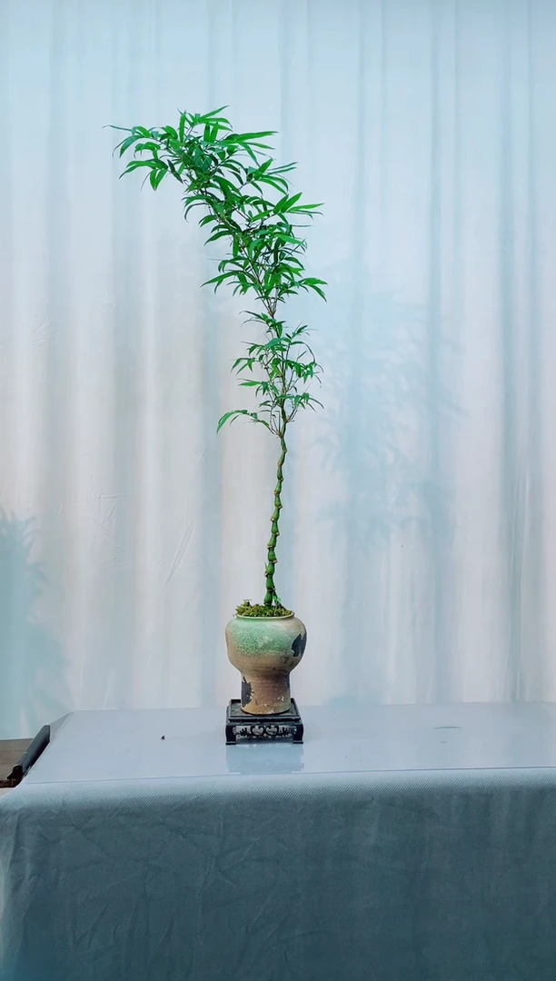 无花朵竹子盆景室内观赏竹