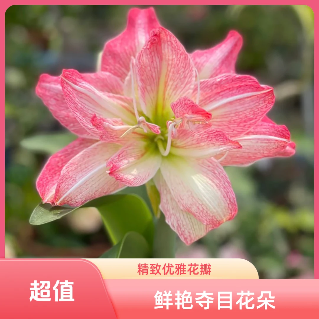 朱顶红国产自然种球《一叶扁舟》实际偏小
