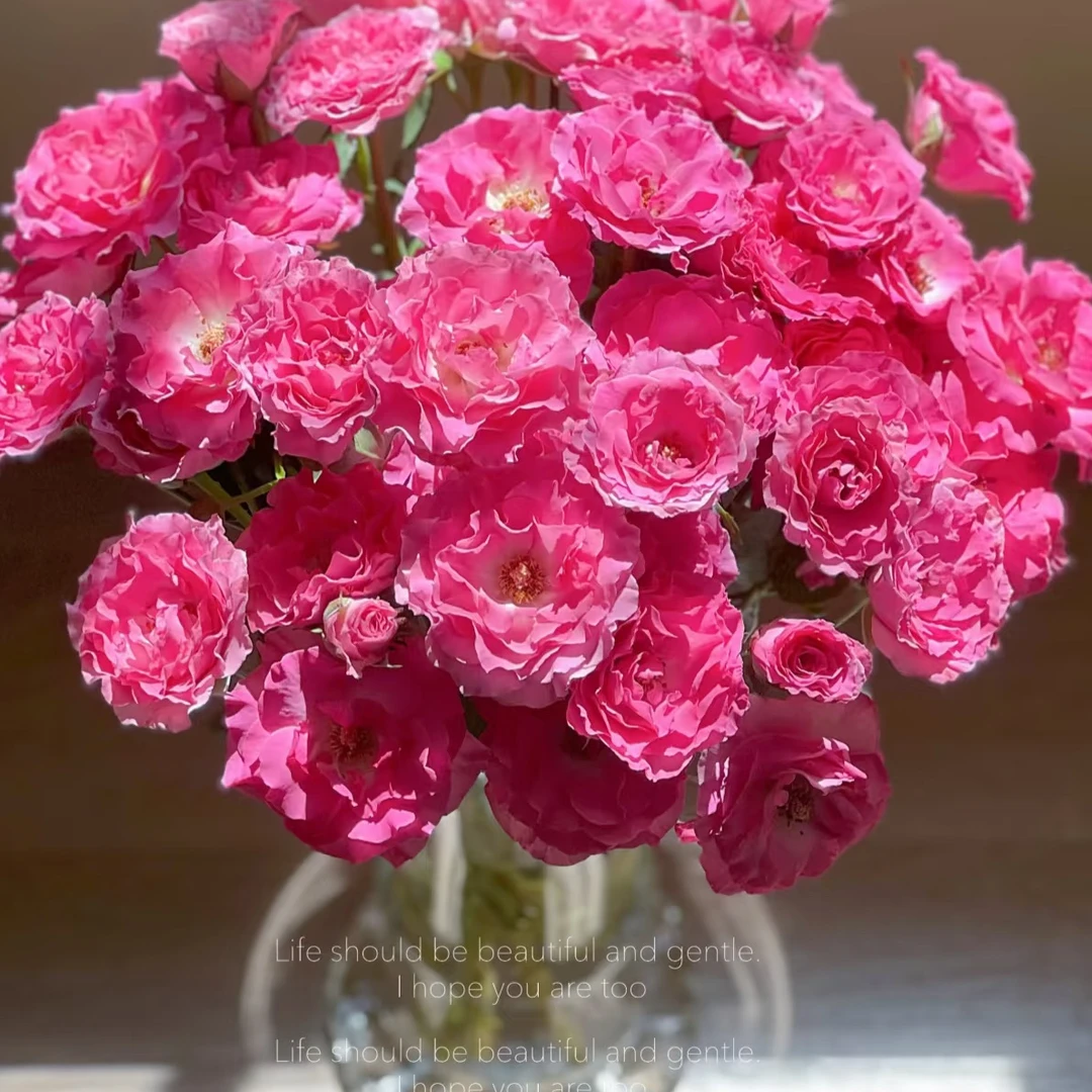 【花和优品】美人鱼——多头玫瑰