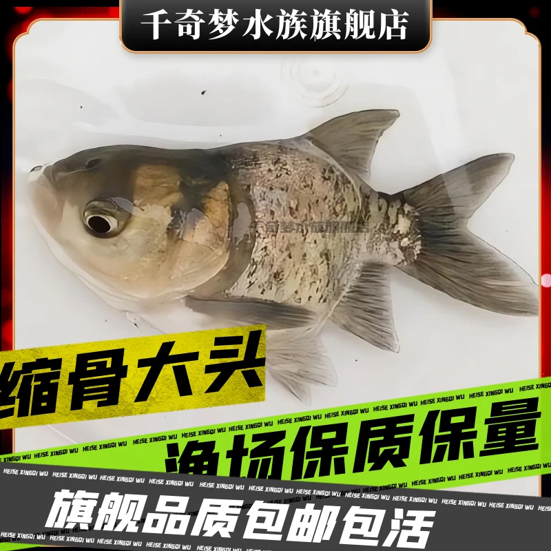 花鲢缩骨大头胖头鱼净水小鱼观赏鱼可爱好养Q萌大头鱼可食用
