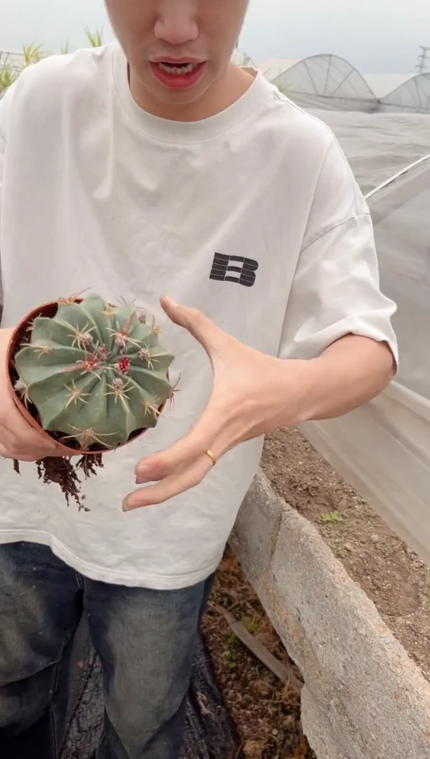 【闪购商品】赤 诚 不指定带花苞