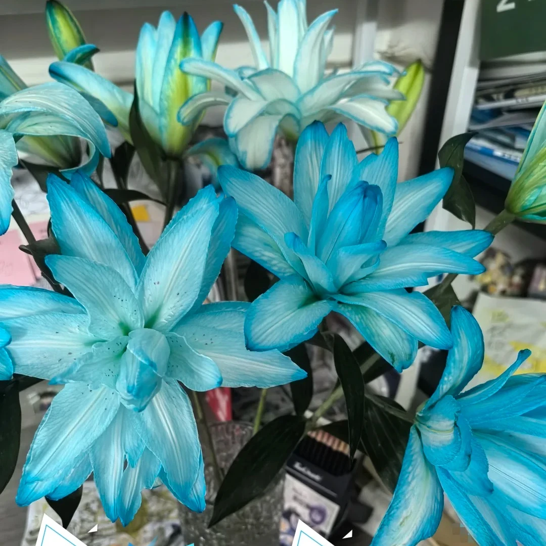 【静静甄选】星空吸色重瓣百合 任意2单鲜花包邮 发货后不支持退款