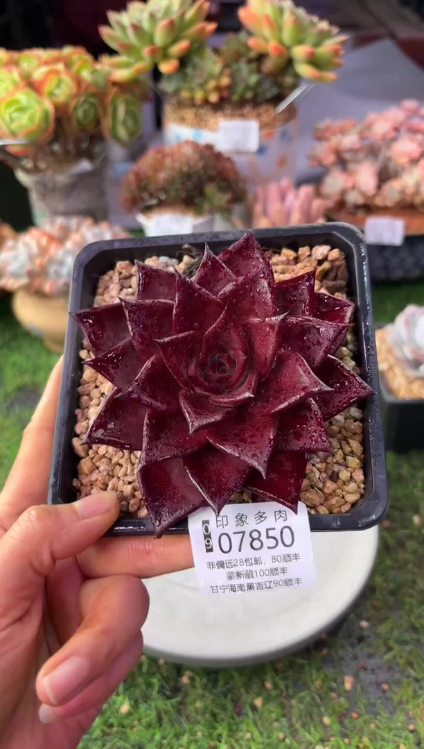 昆明印象多肉07850
