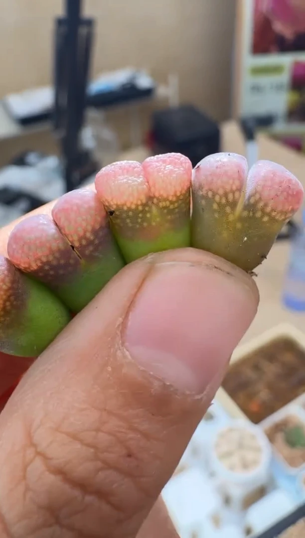 肉石头（25-31）1029贝瑞一颗