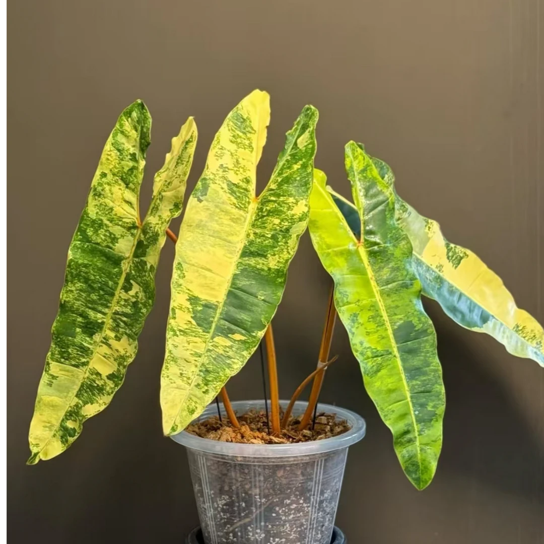 橙丙锦蔓绿绒 耐晒室内观叶绿植盆栽爱马仕橙天南星科热植