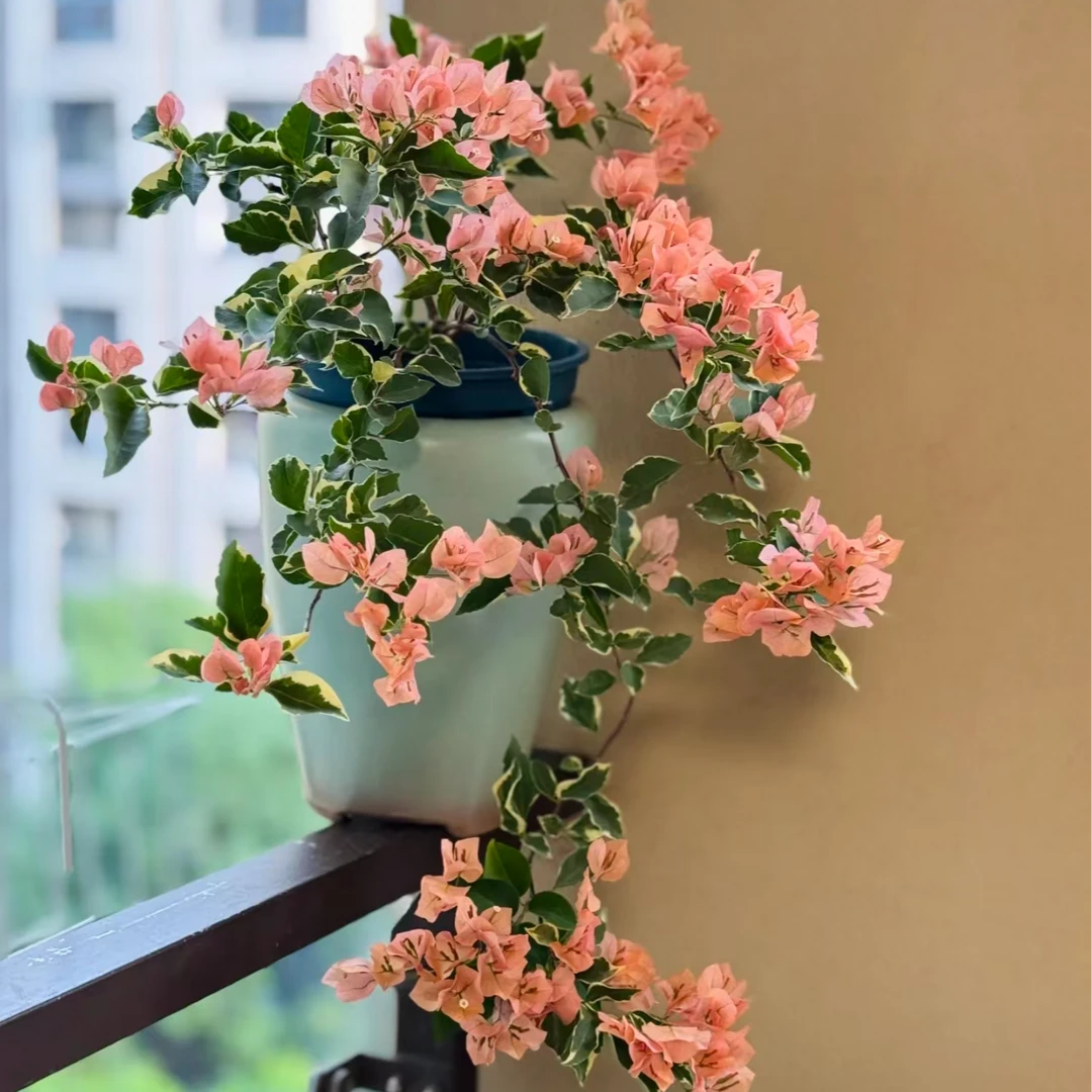 马斯三角梅悬崖桩瀑布造型 途中会有落花落叶现象